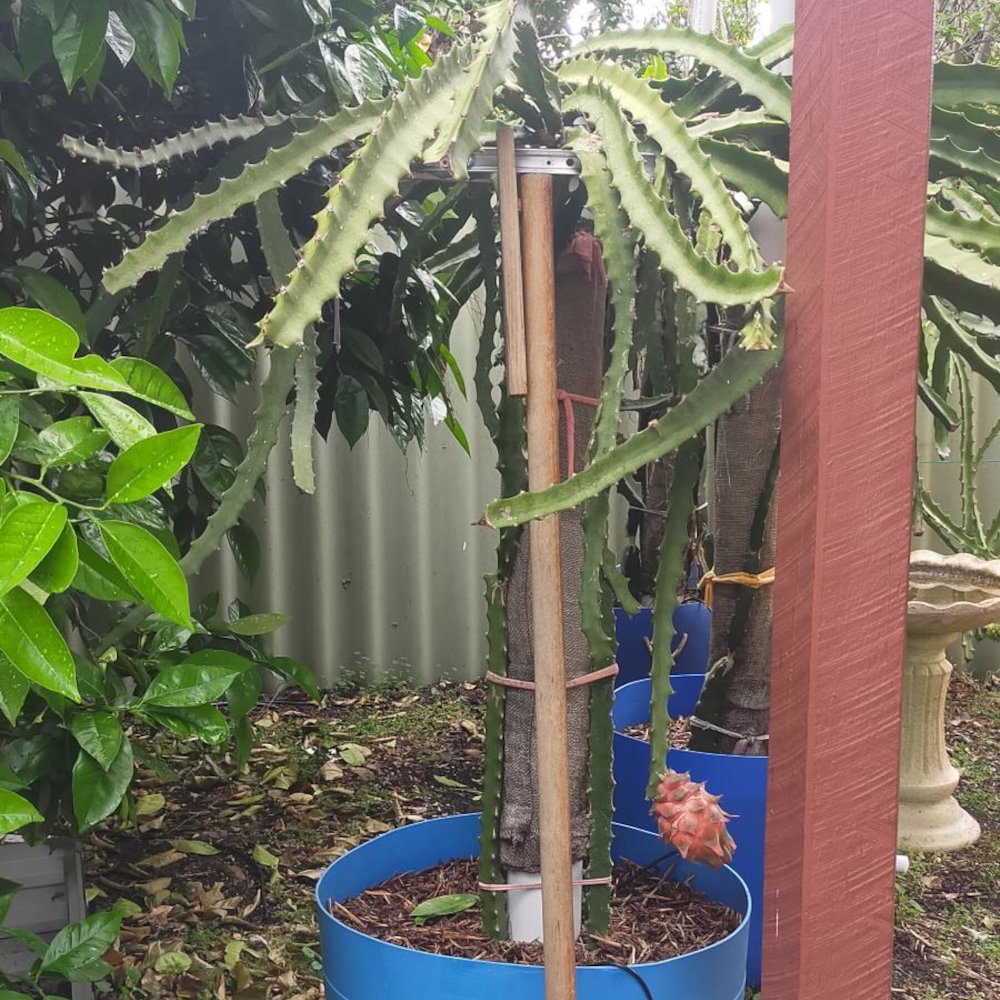 Picture of the whole plant